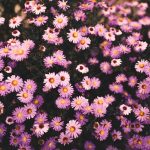 Photo Flower field