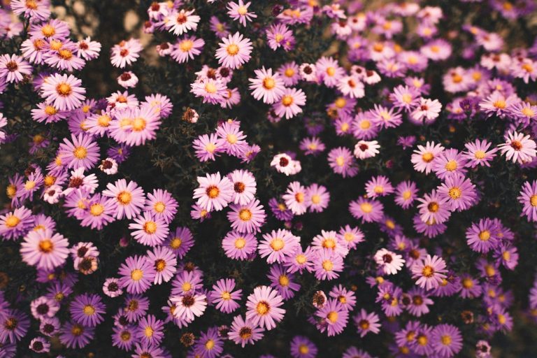 Photo Flower field