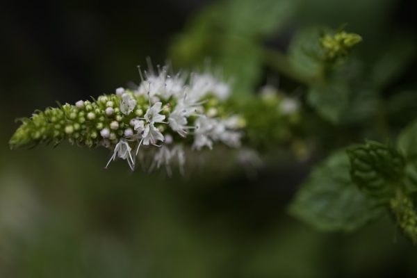 Photo Hemp field